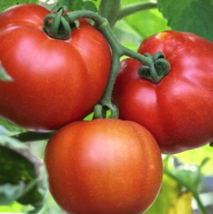 Tomato Plant 'Saint Pierre'