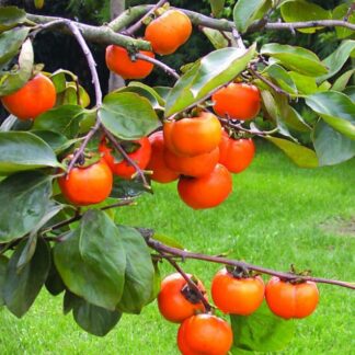Large 1.6-1.8m Hardy Sharon Fruit Tree - Diospyros Kaki Specimen - Grow Your Own Persimmons!