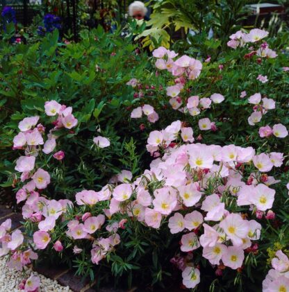 Oenothera Speciosa 'Siskiyou' - Pink Evening Primrose