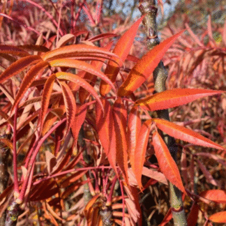 Sorbus Commixta Olympic Flame