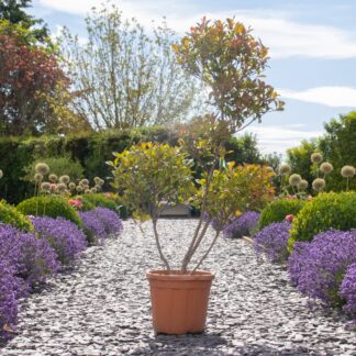 Photinia 'Red Robin' - Pom Pom Topiary Tree - Large Specimen - Circa 160-180cm