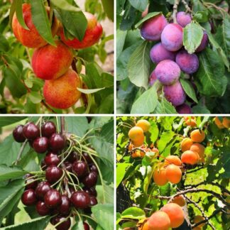 The Best Stone Fruit Trees Collection - Pack of Four - Peach