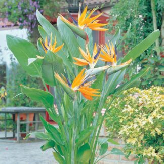 Strelitzia Reginae - Bird of Paradise Plant
