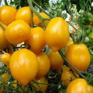Tomato Plant 'Yellow of Vesuvio'