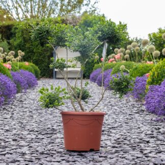 Ilex Crenata - Topiary Pom Pom Cloud Tree - Circa 80cm