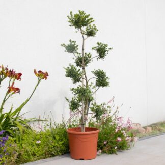 Ilex Crenata - Topiary Pom Pom Cloud Tree - Circa 100-120cm