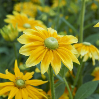 Rudbeckia Hirta 'Prairie Sun'