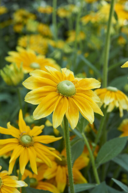 Rudbeckia Hirta 'Prairie Sun'