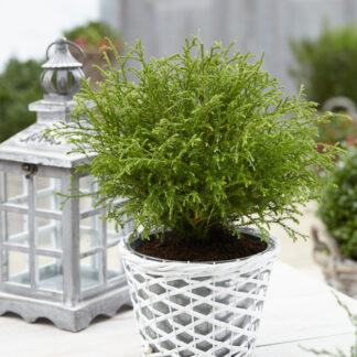 Thuja Occidentalis Bowling Ball