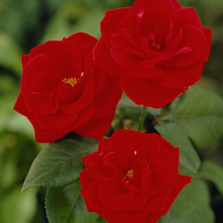 Rosa Evelyn Fison - Floribunda Rose