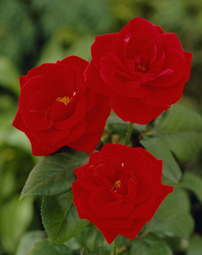 Rosa Evelyn Fison - Floribunda Rose
