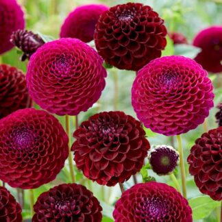 Dahlia Downham Royal