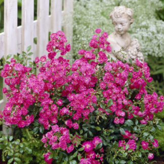 Rose Lovely Fairy - Patio Rose