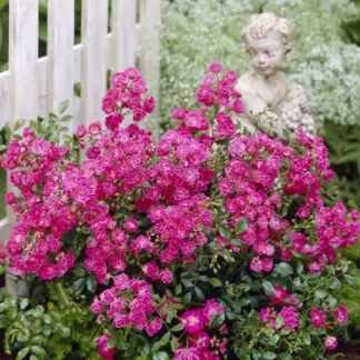 Rose Lovely Fairy - Patio Rose