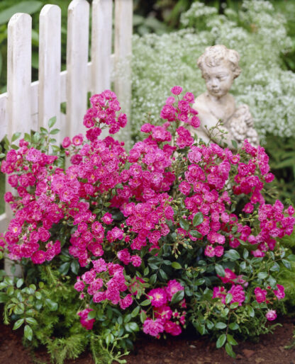 Rose Lovely Fairy - Patio Rose