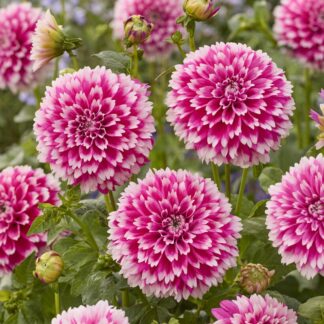 Dahlia Fuzzy Wuzzy