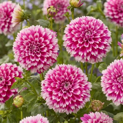 Dahlia Fuzzy Wuzzy