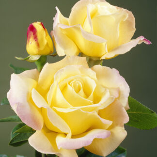 Rose 'Peace' - Hybrid Tea Rose