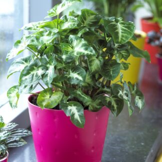 Syngonium Pixie - Arrowhead Plant