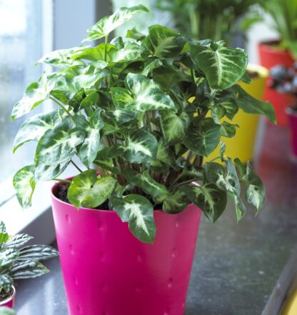 Syngonium Pixie - Arrowhead Plant