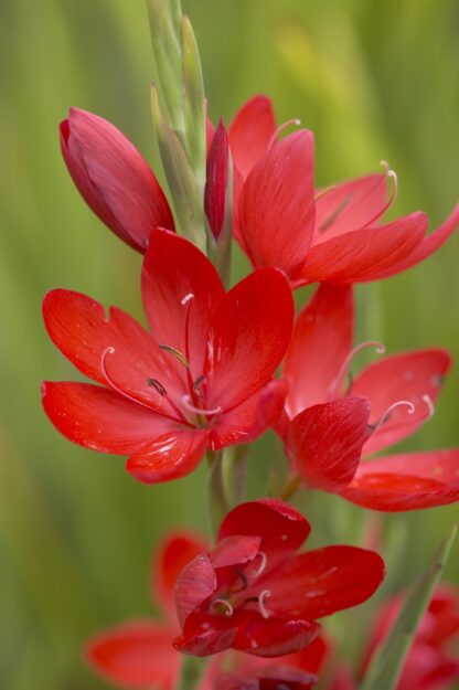 Schizostylis Coccinea 'Major'