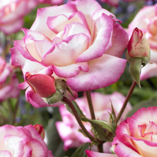 Rose 'Handel' - Climbing Rose