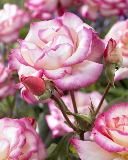 Rose 'Handel' - Climbing Rose