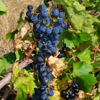 Vitis Vinifera - Michele Palieri - Circa 120-140cm
