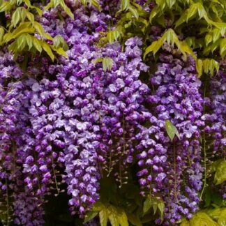 Wisteria Floribunda Violacea Plena - Black Dragon - Large Specimen Plant 5-6ft