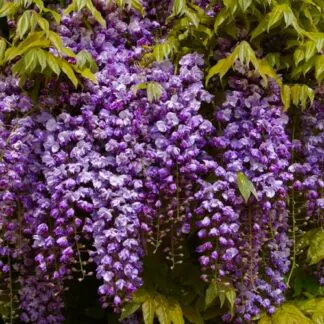 Wisteria Floribunda Violacea Plena - Black Dragon - Large Specimen Plant 5-6ft