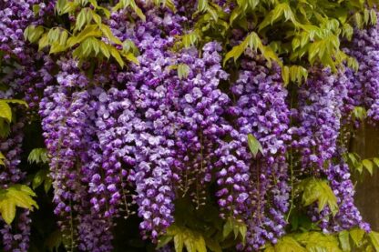 Wisteria Floribunda Violacea Plena - Black Dragon - Large Specimen Plant 5-6ft