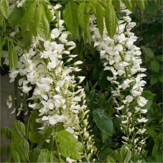 Wisteria Floribunda Longissima Alba - Shiro Noda - Rare White Japanese Wisteria - Circa 5-6ft