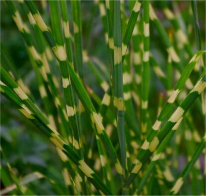 Miscanthus Sinensis Strictus 'Zebrinus' - Zebra Grass