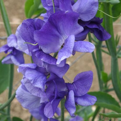 Sweet Pea Plant Modern Grandiflora 'Heathcliff'