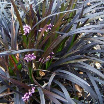 Ophiopogon Planiscapus Nigrascens  - Black Mondo Grass - Pack of Three Plants