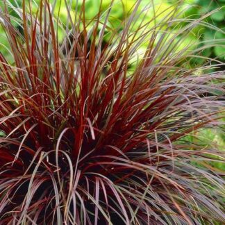 Uncinia Rubra