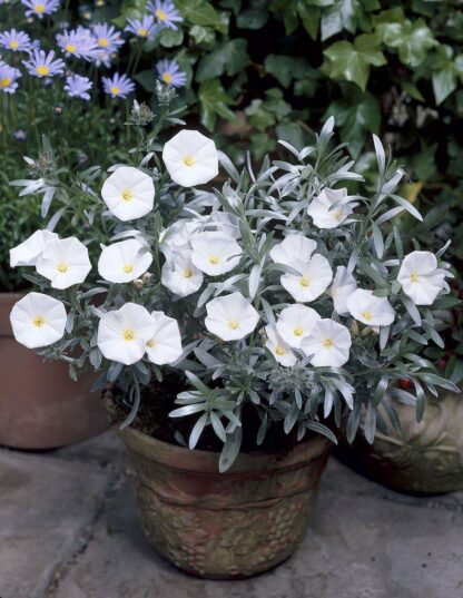 Convolvulus Cneorum - Convolvulus - Silver Bush