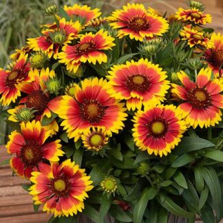 Gaillardia 'Tango Bicolor'