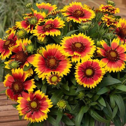 Gaillardia 'Tango Bicolor'