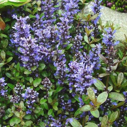 Ajuga Reptans 'Chocolate Chip' - Bugle
