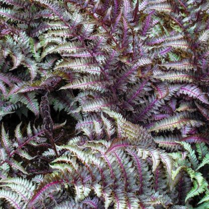 Athyrium Niponicum Pictum Metallicum - Japanese Painted Fern