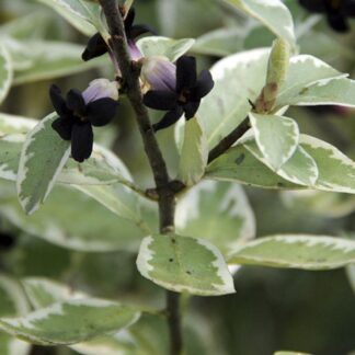 Pittosporum Tenuifolium Garnettii Variegated - 'Kohuhu'