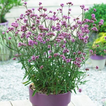 Verbena Bonariensis Lollipop - Dwarf Brazilian Verbena