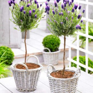 Pair of Beautiful French Lavender Trees