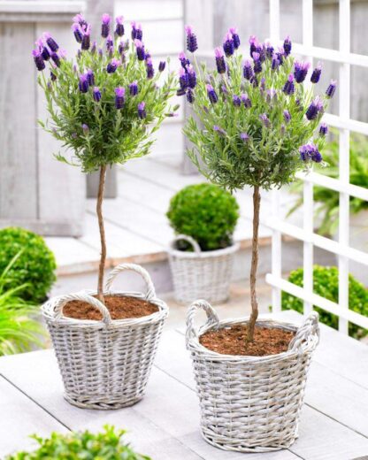 Pair of Beautiful French Lavender Trees