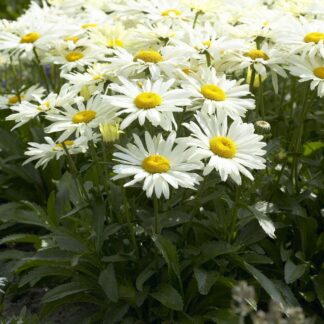 Leucanthemum Maximum Broadway Lights - Shasta Daisy