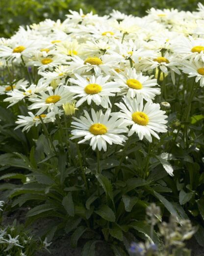 Leucanthemum Maximum Broadway Lights - Shasta Daisy