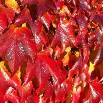 Parthenocissus Tricuspidata Veitchii - Virginia Creeper Vine  - Boston Ivy