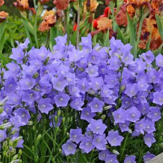 Campanula Persicifolia - Peach Leaved Bellflower