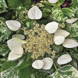 Schizophragma Hydrangeoides 'Burst of Light' - Climbing Hydrangea